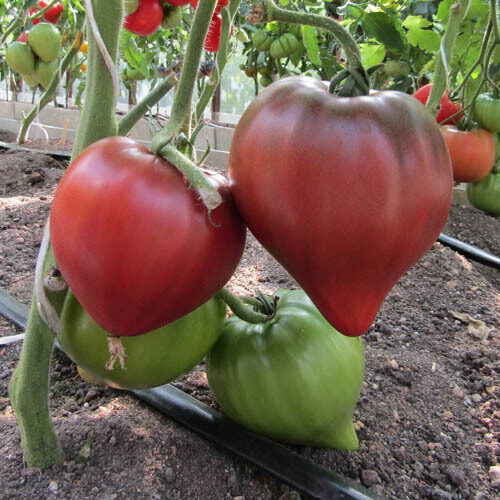 ČORNOJE SERDCE BORISOVNI. (ЧЁРНОЕ СЕРДЦЕ БОРИСОВНИ.) Tomātu sēklas. 